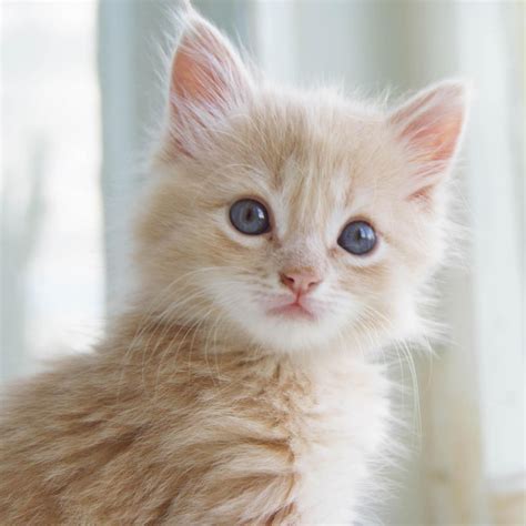 Cute Cats #7 | Cute Cats