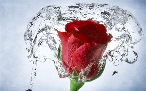 39 Rose With Water Drops Wallpaper Wallpapersafari