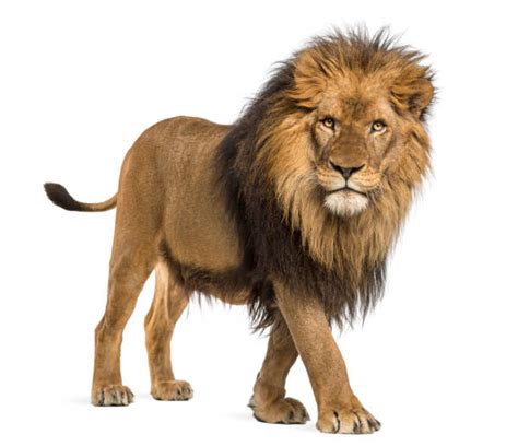 Lion Stock Photos Pictures And Royalty Free Images Istock