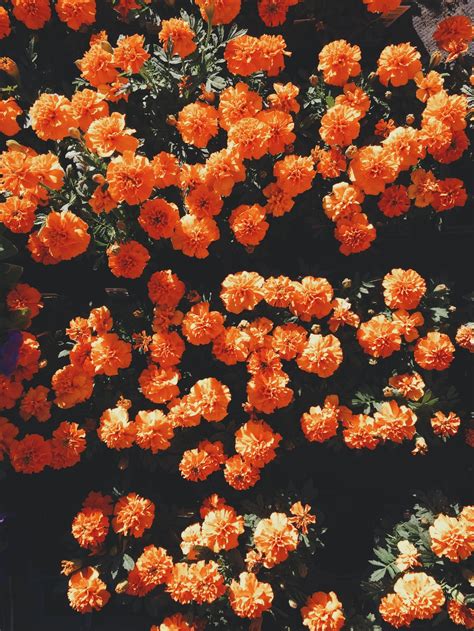 Blooming Orange Petaled Flowers At Daytime Photo Free Flower Image On