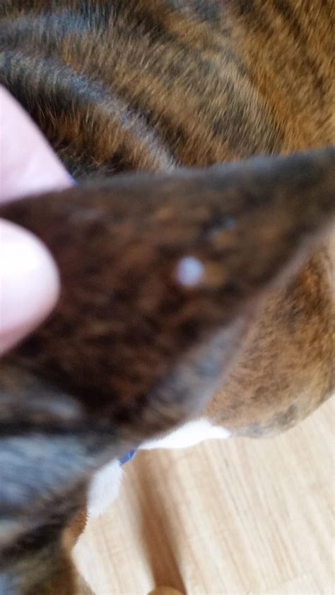 Bumps On The Ear Boxer Forum Boxer Breed Dog Forums