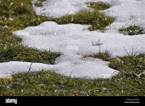 Spring Grass Melting Snow Stock Photo Alamy