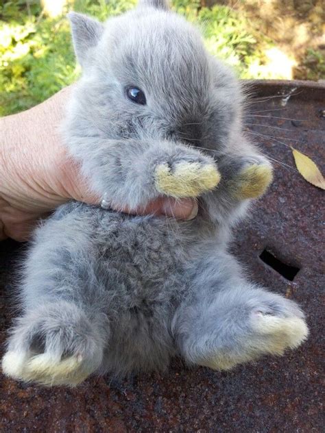 Pin By Elena Palladino On Special Creatures Dwarf Rabbit Dwarf