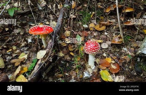 Our Edible Toadstools And Mushrooms Stock Videos And Footage Hd And 4k