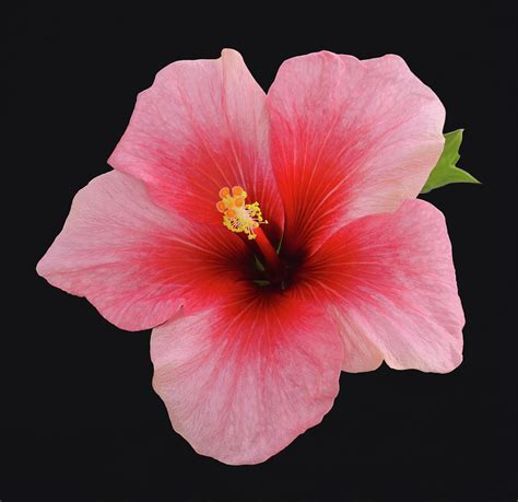 Download single flower stock photos. Single Hibiscus Flower On A Black Photograph by Rosemary ...