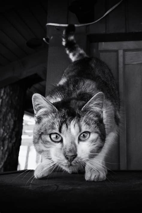 Cat 1234 Alen Robovic Flickr