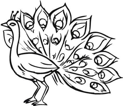 See more ideas about coloring pages, coloring pages for kids, colouring pages. Pavo Cristatus The Latin Name Of Peacock Coloring Page ...