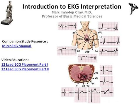 Ivms Cv Introduction To Ekg Intepretation Authorstream