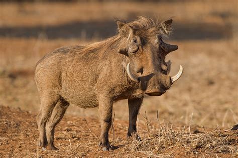Warthog South Africa Photo One Big Photo