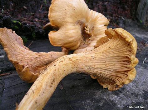 Pacific Golden Chanterelle State Mushroom State Symbols Usa