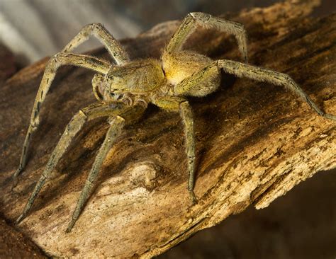 Brazilian Wandering Spider Worlds Most Deadly Arachnids Found In