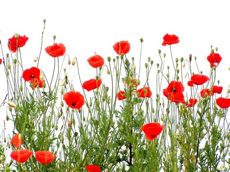Poppies Free Photo Download Freeimages