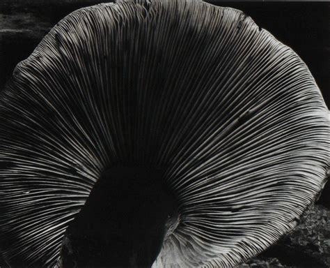 Edward Weston Toadstool 4fu 1931 Available For Sale Artsy