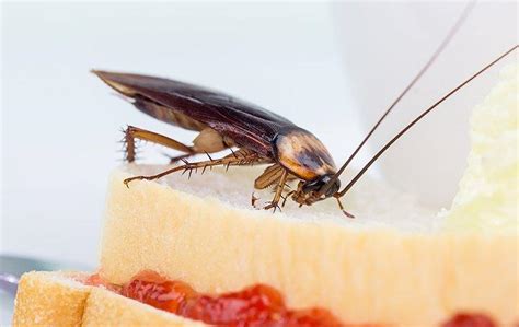 Blog Dallas Homeowners Cockroach Prevention Guide
