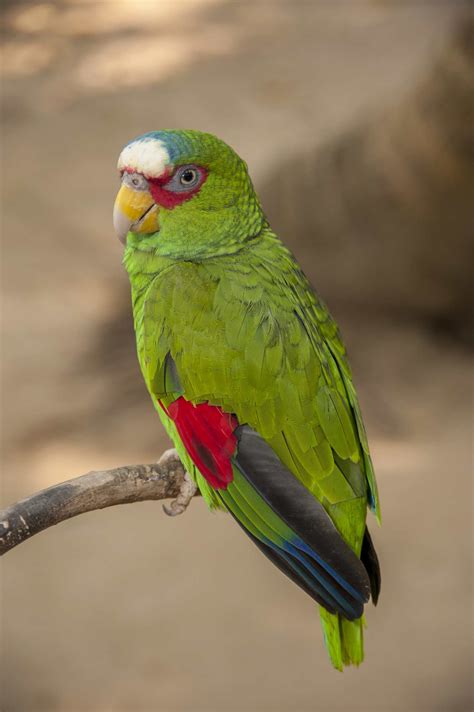 10 Top Amazon Parrot Species As Pets