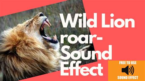 Wild Lion Roar Sound Effect Full Hd Sound Sounds Mania Youtube