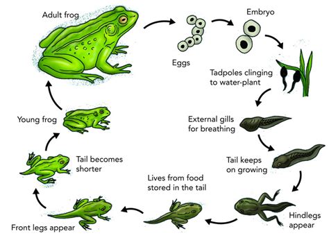 Metamorphosis In Frog Type And Stages Of Metamorphosis In Frog
