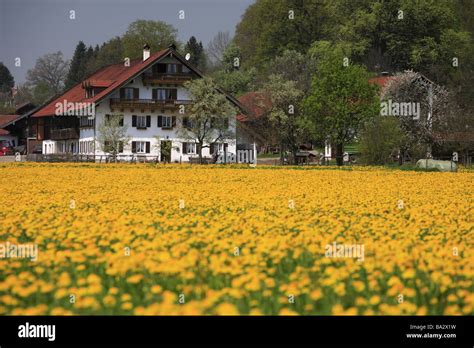Germany Bavaria Pfaffenwinkel Flower Meadow Farmhouse Spring Southern