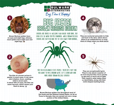 7 Steps To Avoid Brown Recluse Spider Bites