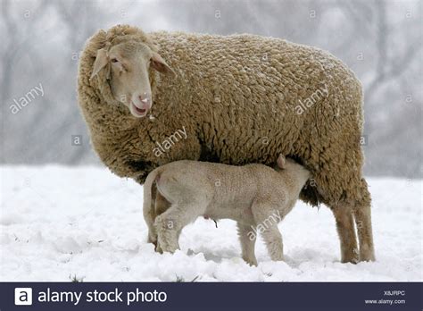 Hausschaf Lamm Domestic Sheep Lamb Stockfotos & Hausschaf Lamm Domestic Sheep Lamb Bilder - Alamy