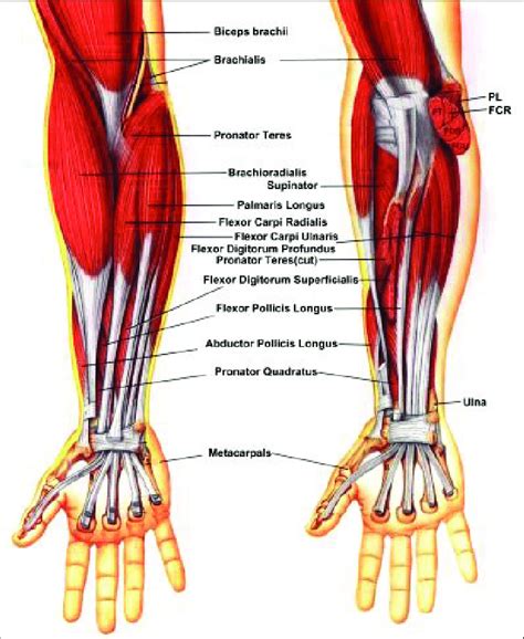 The Muscles Of The Forearm Download Scientific Diagram