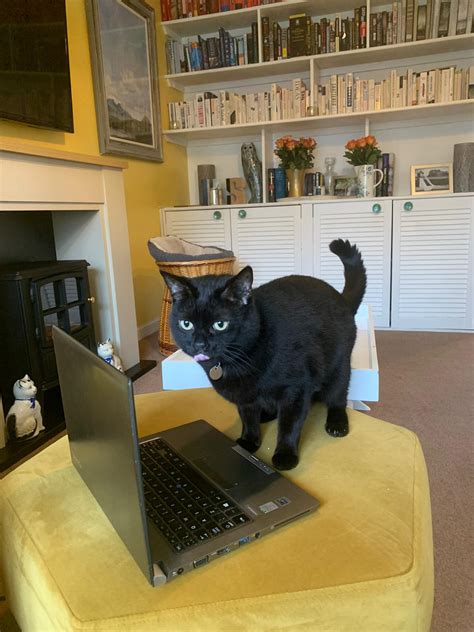 PAWsome pals - Bulletin