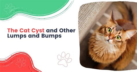 Cat Cyst And Other Lumps And Bumps I Love Veterinary