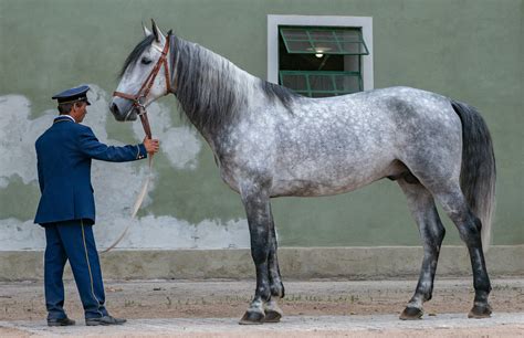 Sale Of Horses Stallions And Geldings Kladruby Nad Labem National Stud