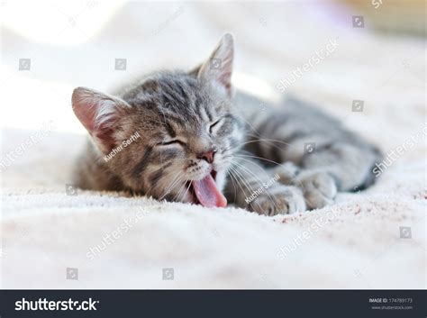 Beautiful Gray Sleeping Kitty Stock Photo 174789173 Shutterstock