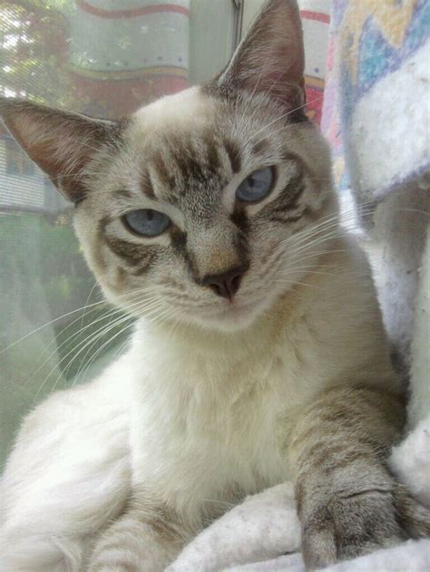 These cats are popular for their social temperaments and their striking features. 112 best images about Lynx Point Siamese on Pinterest