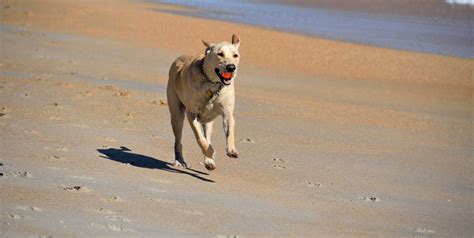 3840x1930 Active Animal Ball Beach Canine Cute Dog Exercise