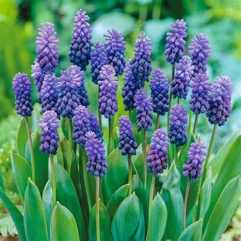 Van Zyverden Multicolor Unison Spring Blooming Patio Planter Kit Bulbs