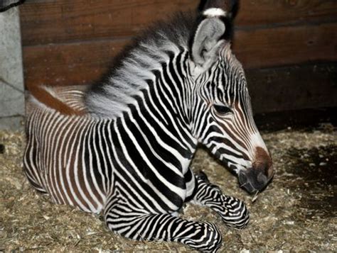 Second Grevys Zebra Foal For Great Plains Zoo Zooborns