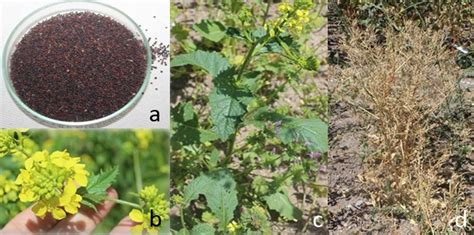 Growth Stages Of Wild Mustard Sinapis Arvensis Download Scientific