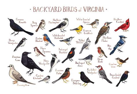 Virginia Backyard Birds Field Guide Art Print Bird