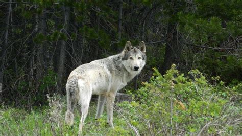 Southern Rockies Nature Blog New Front Range Colorado Wolf Report