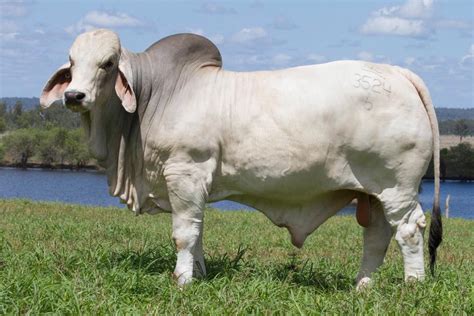 Affected brahman cattle grow poorly and have muscular weakness and neurologic disease. NCC Brahman bull sets $325,000 all breeds record price ...