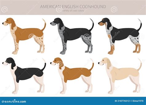 American Englisn Coonhound All Colours Clipart Different Coat Colors