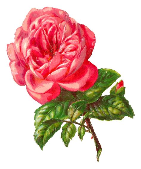 Antique Images Botanical Pink Rose Flower Illustration