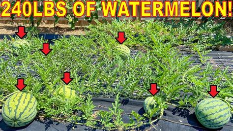 Grow 200 Lbs Of Watermelon On One Plant Complete Guide Youtube
