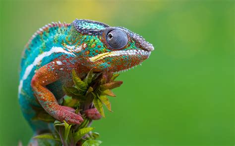 The reptile database can be used to find all species within a certain geographic area (e.g. nature, Chameleons, Reptiles Wallpapers HD / Desktop and ...