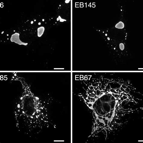 Morphologies Of Viral Inclusions Formed In Reovirus T1l Or T3d