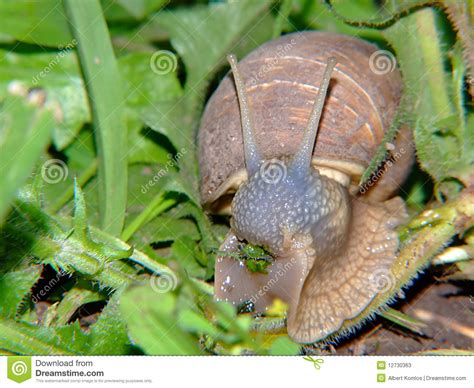 What do land snails eat? Snail eating grass stock image. Image of green, shell ...