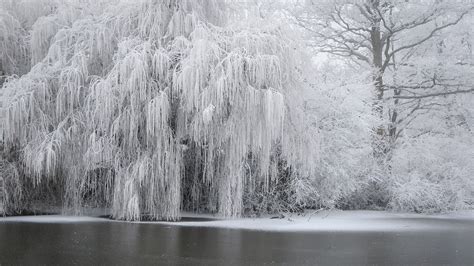 Wallpaper Trees Forest Snow Branch Ice Mist Frost Freezing