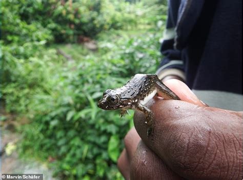 Worlds Biggest Frogs Have Been Captured On Camera Lifting Rocks Nearly