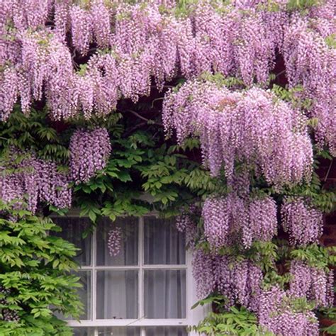 Buy wisteria floribunda and get the best deals at the lowest prices on ebay! 10Pcs/bag Floribunda Wisteria Vine Seeds Pink/Turquoise ...