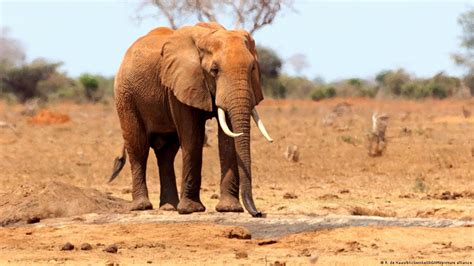 Kenya Says Drought Killed Over 200 Elephants This Year Dw 11042022