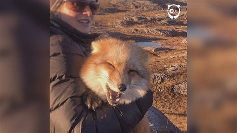 ayla the fox was rescued from a fur farm youtube
