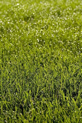 Growing Bermuda Grass For Lawns Gardening Channel