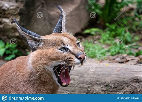 Portrait Desert Cats Caracal Or African Lynx Stock Image Image Of